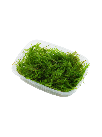 Vesicularia ferriei 'Weeping moss' - Envase porción