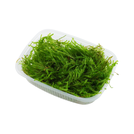 Vesicularia ferriei 'Weeping moss' - Envase porción