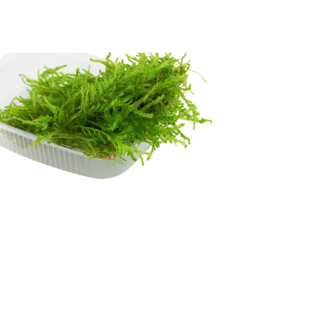 Vesicularia ferriei 'Weeping moss' - Envase porción