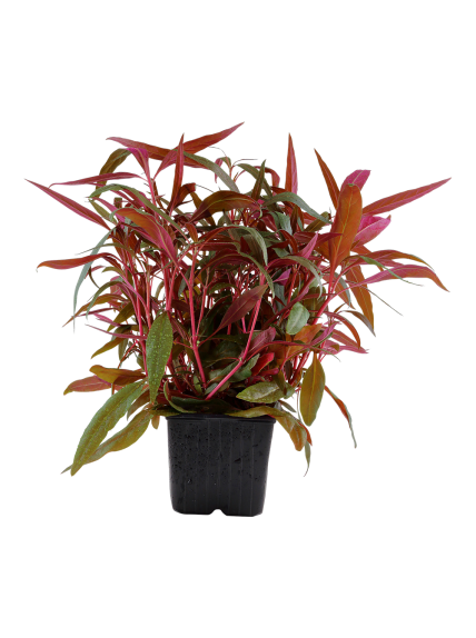 Alternanthera reineckii 'Pink' en maceta XL