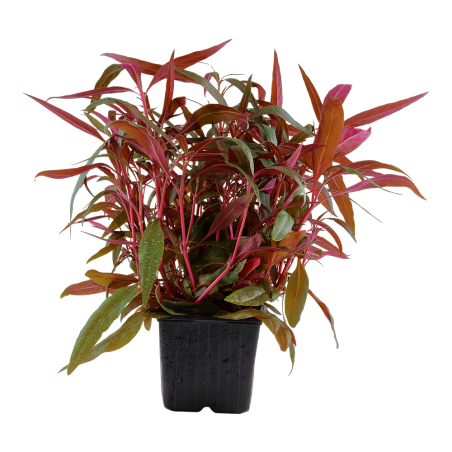 Alternanthera reineckii 'Pink' en maceta XL