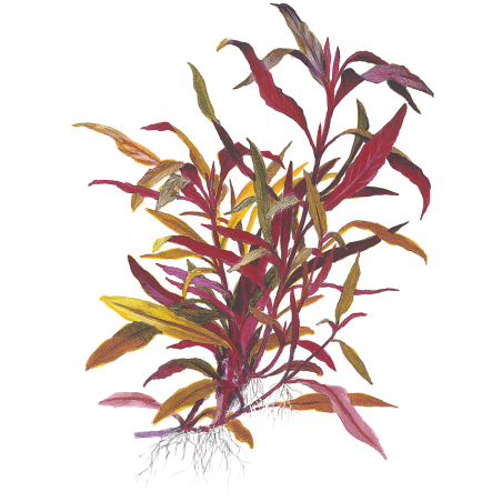 Alternanthera reineckii 'Pink' en maceta XL