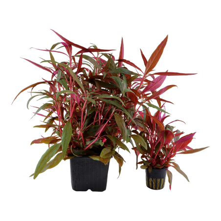 Alternanthera reineckii 'Pink' en maceta XL