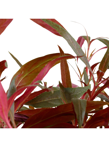 Alternanthera reineckii 'Pink' en maceta XL 2