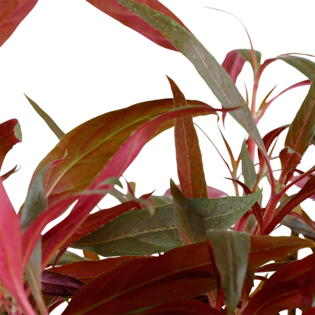 Alternanthera reineckii 'Pink' en maceta XL