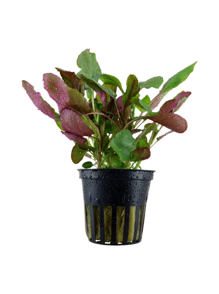 Lobelia cardinalis en maceta