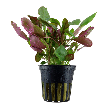 Lobelia cardinalis en maceta