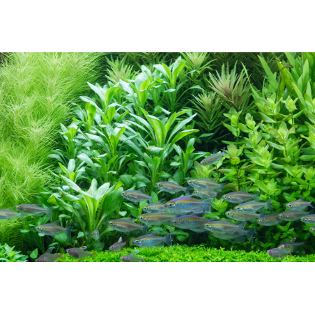 Lobelia cardinalis en maceta