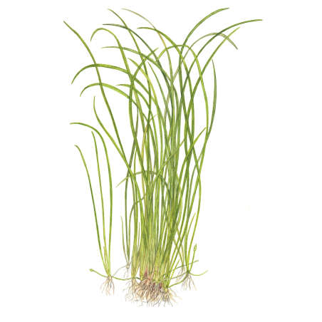 Sagittaria subulata 'Needle Leaf' 1-2-Grow!