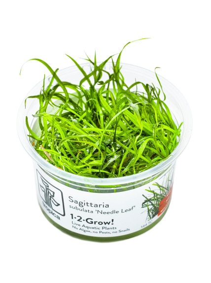 Sagittaria subulata 'Needle Leaf' 1-2-Grow!