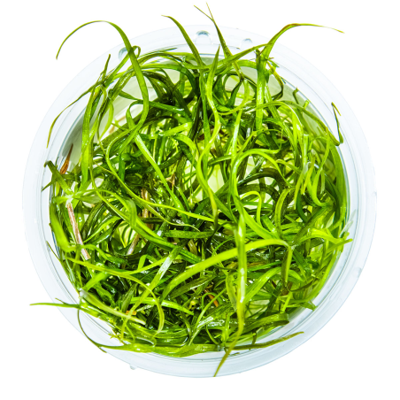 Sagittaria subulata 'Needle Leaf' 1-2-Grow!