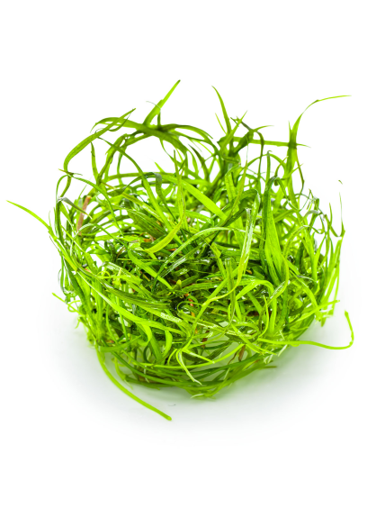 Sagittaria subulata 'Needle Leaf' 1-2-Grow! 2