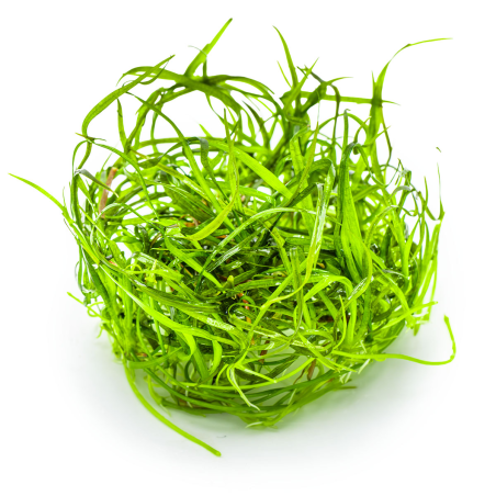 Sagittaria subulata 'Needle Leaf' 1-2-Grow!