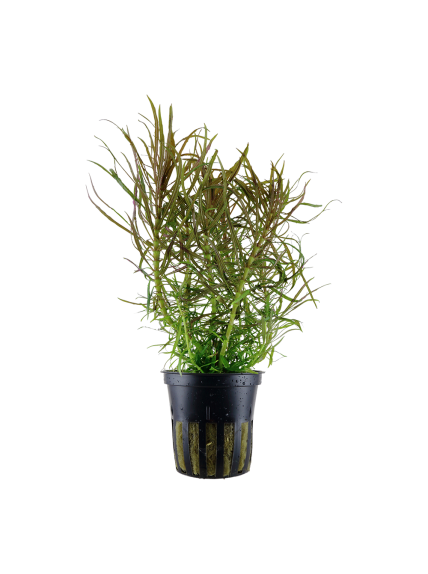 Pogostemon stellata en maceta