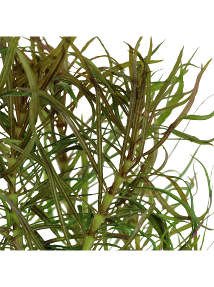 Pogostemon stellata en maceta 2