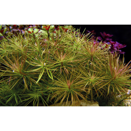 Pogostemon stellata en maceta