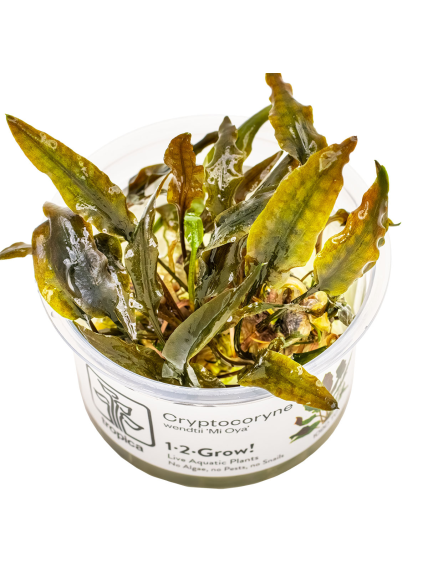 Cryptocoryne wendtii 'Mi Oya' 1-2Grow!