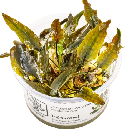 Cryptocoryne wendtii 'Mi Oya' 1-2Grow!