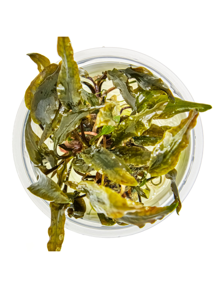 Cryptocoryne wendtii 'Mi Oya' 1-2Grow! 2