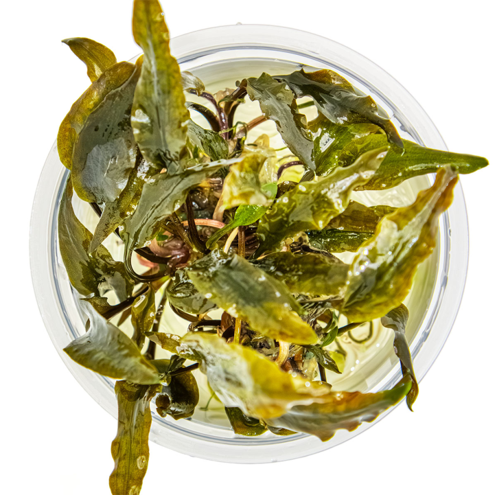 Cryptocoryne wendtii 'Mi Oya' 1-2Grow!