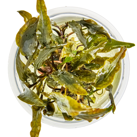 Cryptocoryne wendtii 'Mi Oya' 1-2Grow!