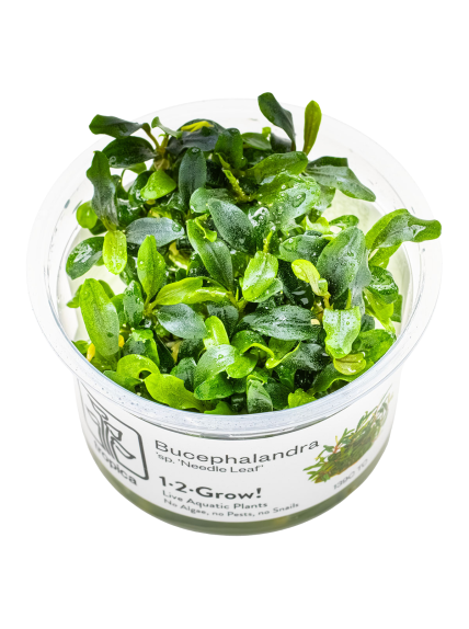 Bucephalandra sp. 'Needle Leaf' 1-2-Grow!