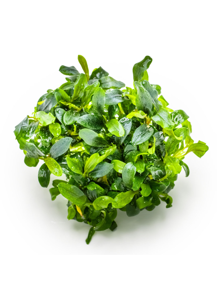 Bucephalandra sp. 'Needle Leaf' 1-2-Grow! 2