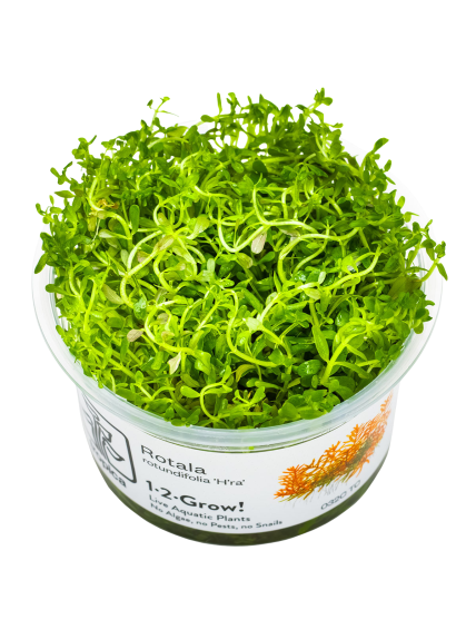Rotala rotundifolia 'H'ra' 1-2-Grow!