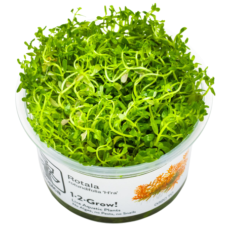 Rotala rotundifolia 'H'ra' 1-2-Grow!