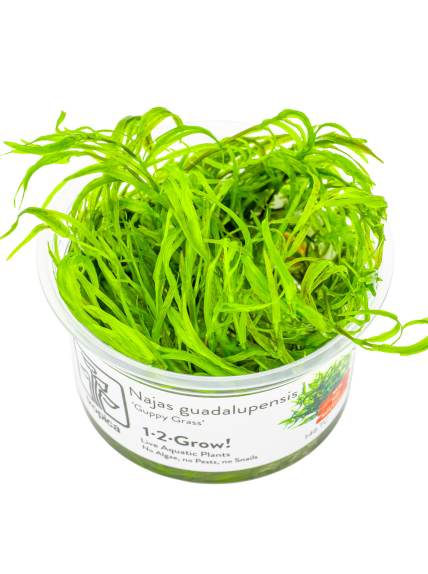 Najas guadalupensis 'Guppy Grass' 1-2Grow!