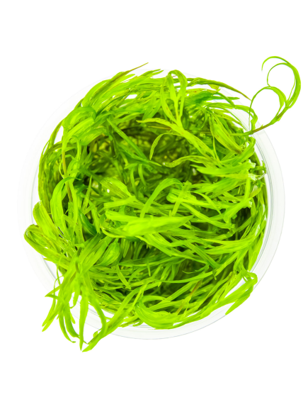 Najas guadalupensis 'Guppy Grass' 1-2Grow! 2