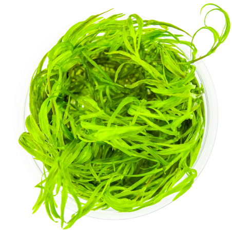 Najas guadalupensis 'Guppy Grass' 1-2Grow!