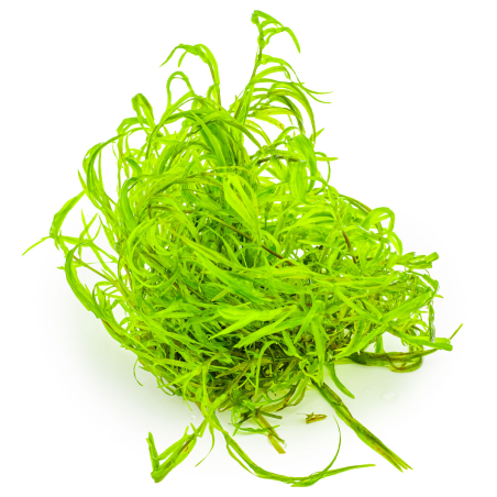 Najas guadalupensis 'Guppy Grass' 1-2Grow!