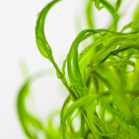 Najas guadalupensis 'Guppy Grass' 1-2Grow!