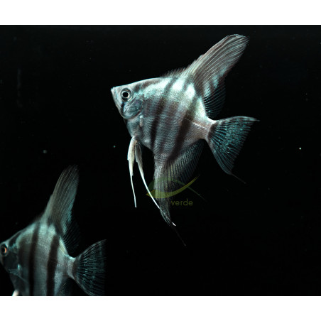Pterophyllum scalare var ‘Azul Neon’