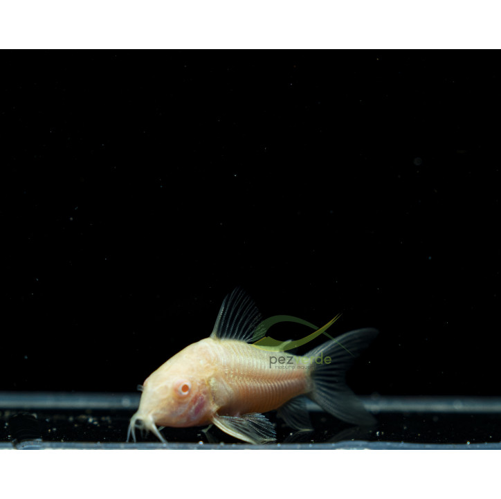 Corydoras aeneus Albina