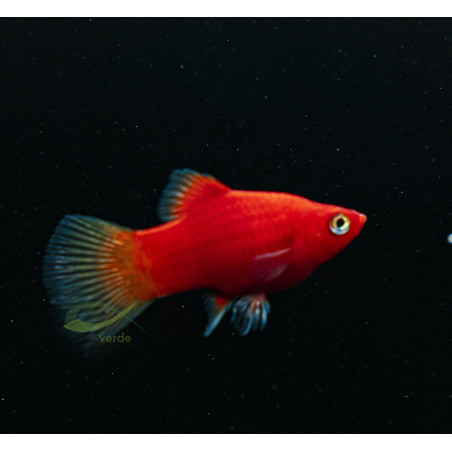 Xiphophorus maculatus – Platy Coral Rojo