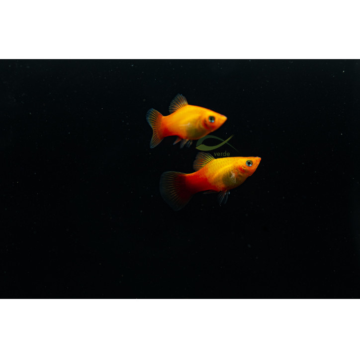 Xiphophorus maculatus – Platy Amanecer