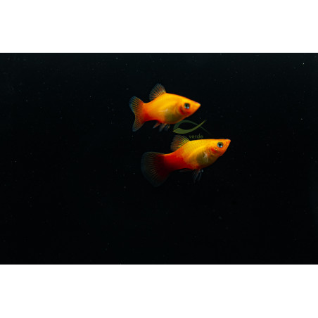 Xiphophorus maculatus – Platy Amanecer