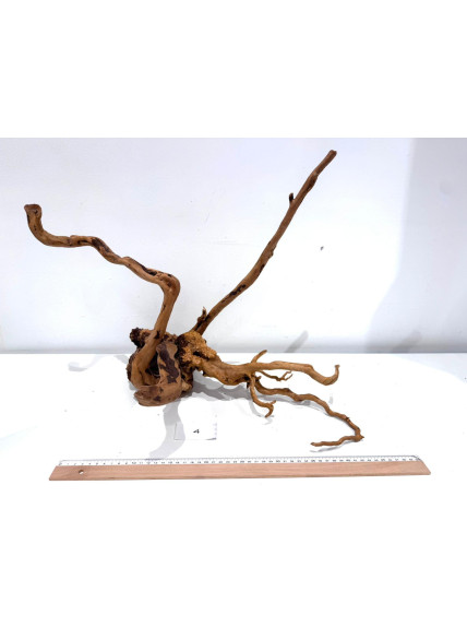 Raiz Roja Seleccionada - Pack número 4