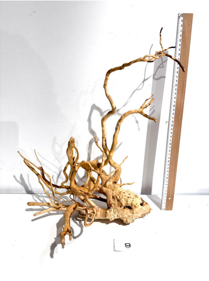 Raiz Roja Seleccionada - Pieza número 9