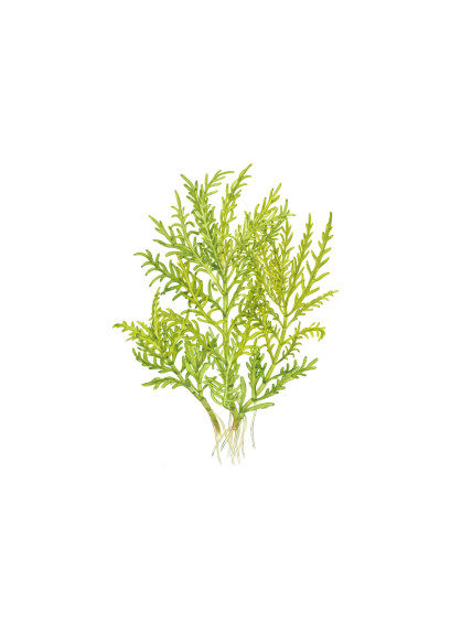 Hygrophila odora "Difformis" en maceta 2