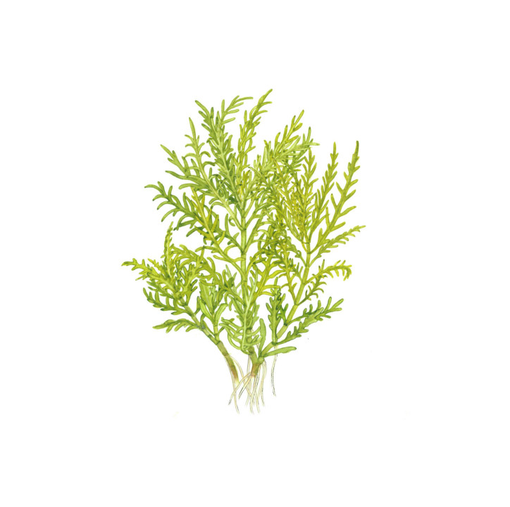 Hygrophila odora "Difformis" en maceta