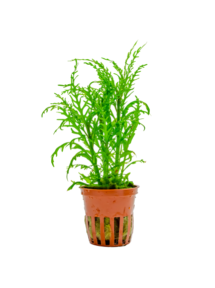 Hygrophila odora "Difformis" en maceta