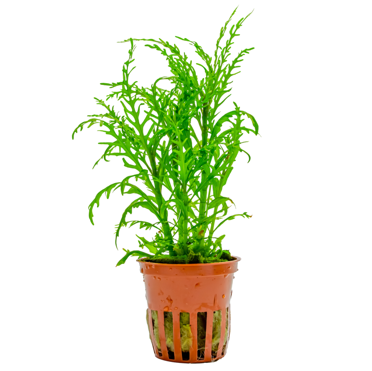 Hygrophila odora "Difformis" en maceta