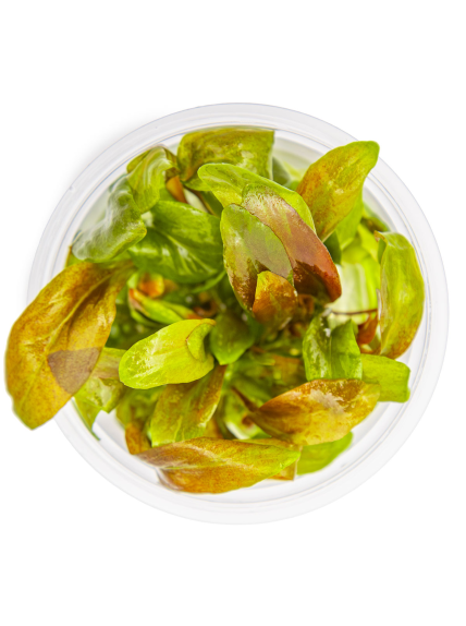 Lysimachia parvifolia 'Red' 1-2-Grow! 2