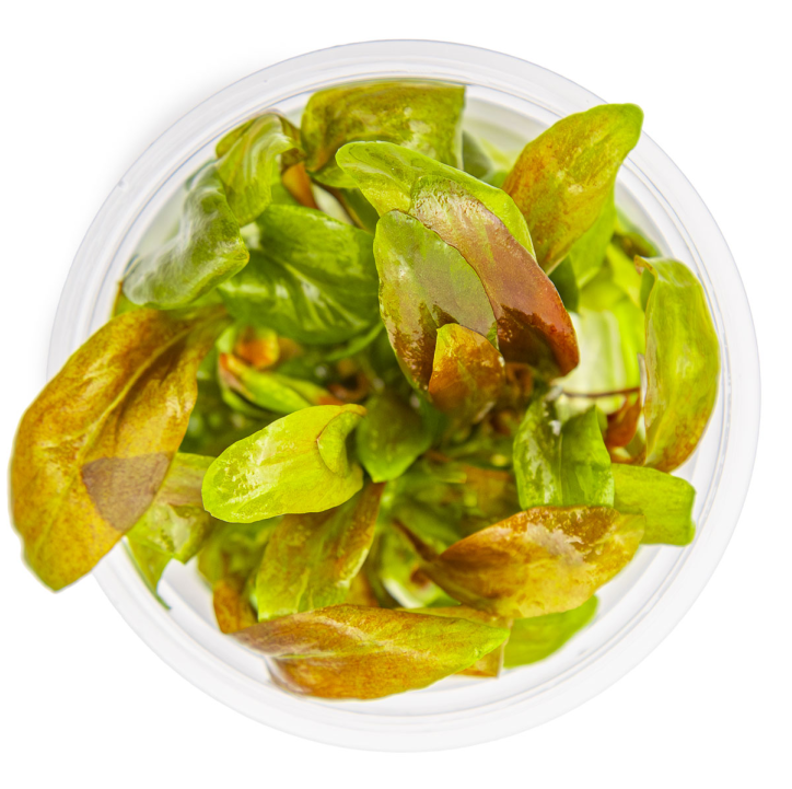 Lysimachia parvifolia 'Red' 1-2-Grow!