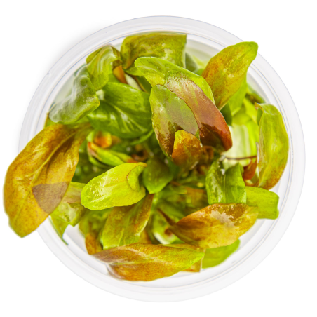 Lysimachia parvifolia 'Red' 1-2-Grow!