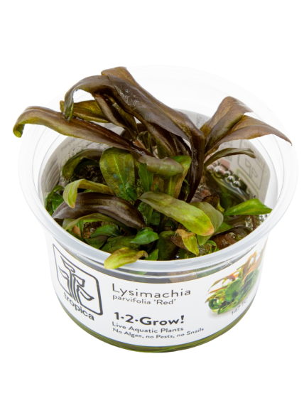 Lysimachia parvifolia 'Red' 1-2-Grow!