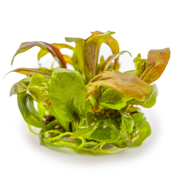 Lysimachia parvifolia 'Red' 1-2-Grow!